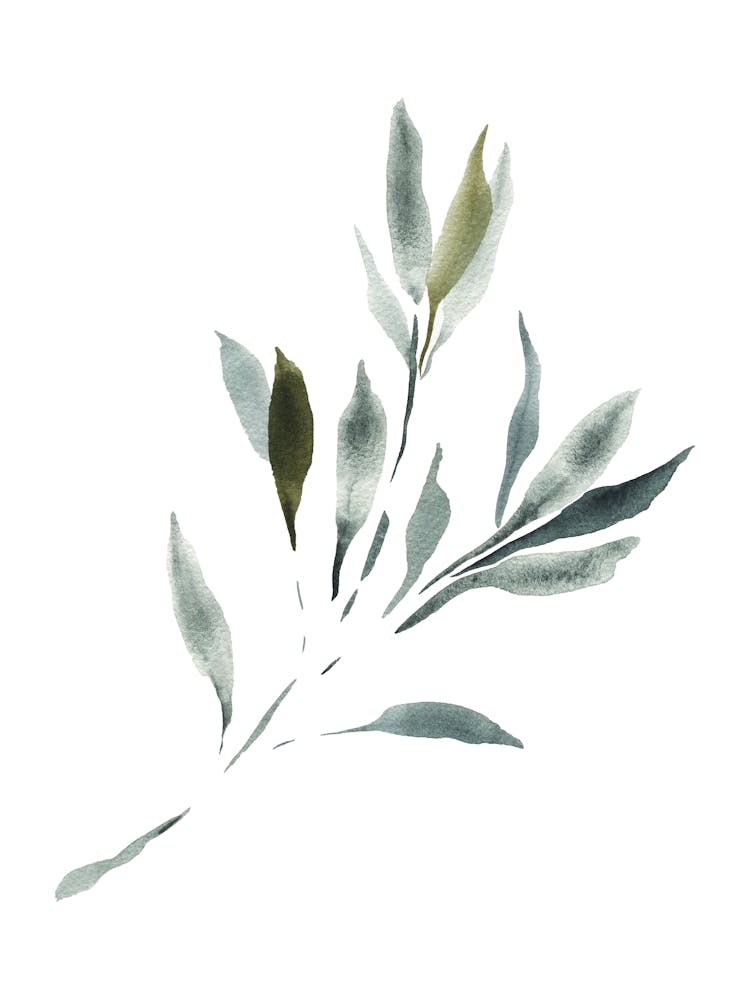 Watercolor Leaf, Olive Branch 3