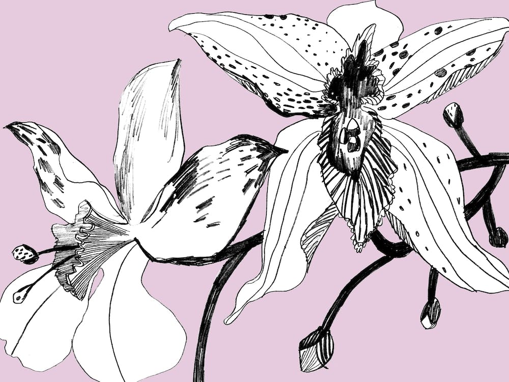 Expressive Orchideen 1