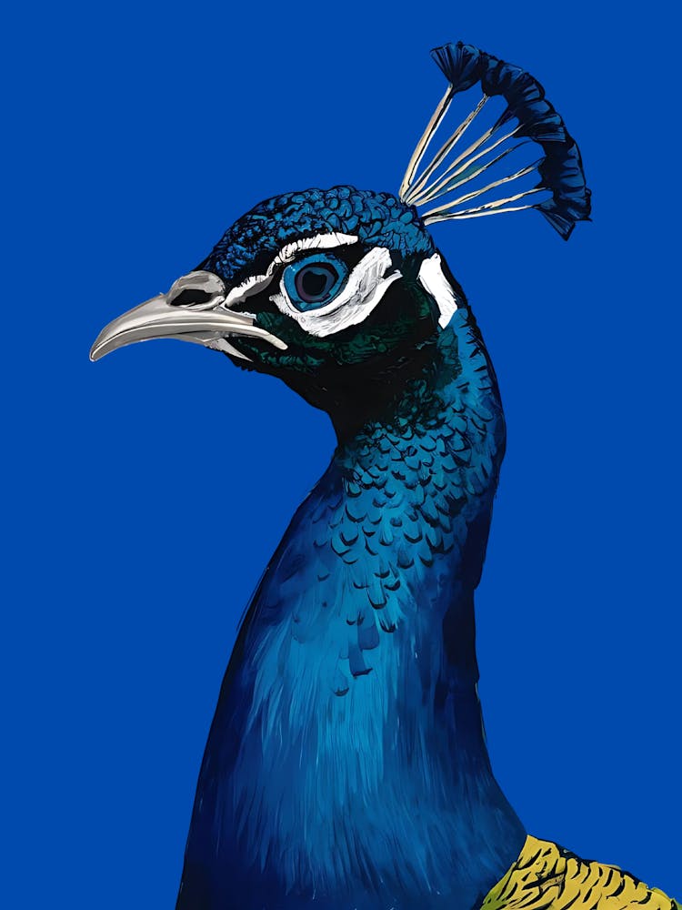 Peacock 2