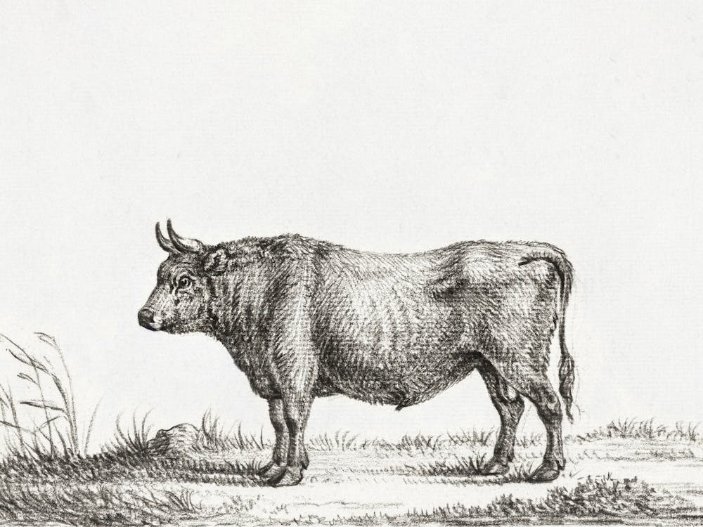 Stehender Stier 2, Jean Bernard
