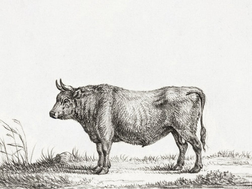 Standing Bull 2, Jean Bernard