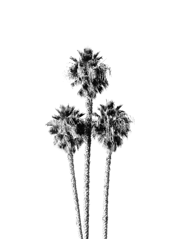 Palm Tree Trinity Summertime Black and White Minimalist Boho