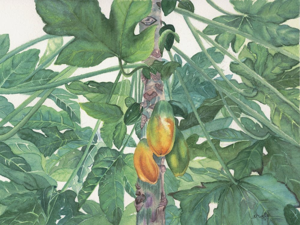Papaya tree art