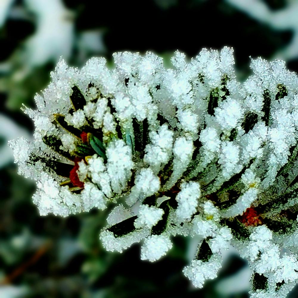 Winter Frost