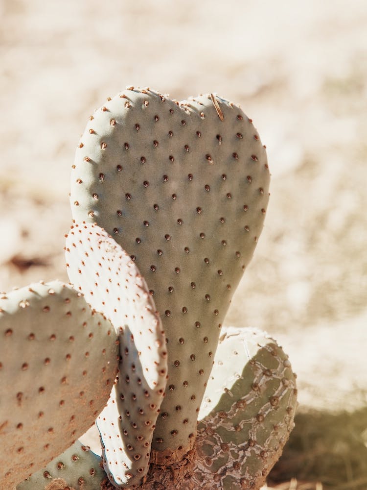 Heart Shaped Cactus