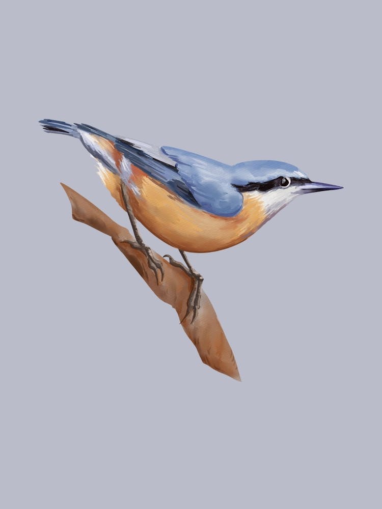Nuthatch