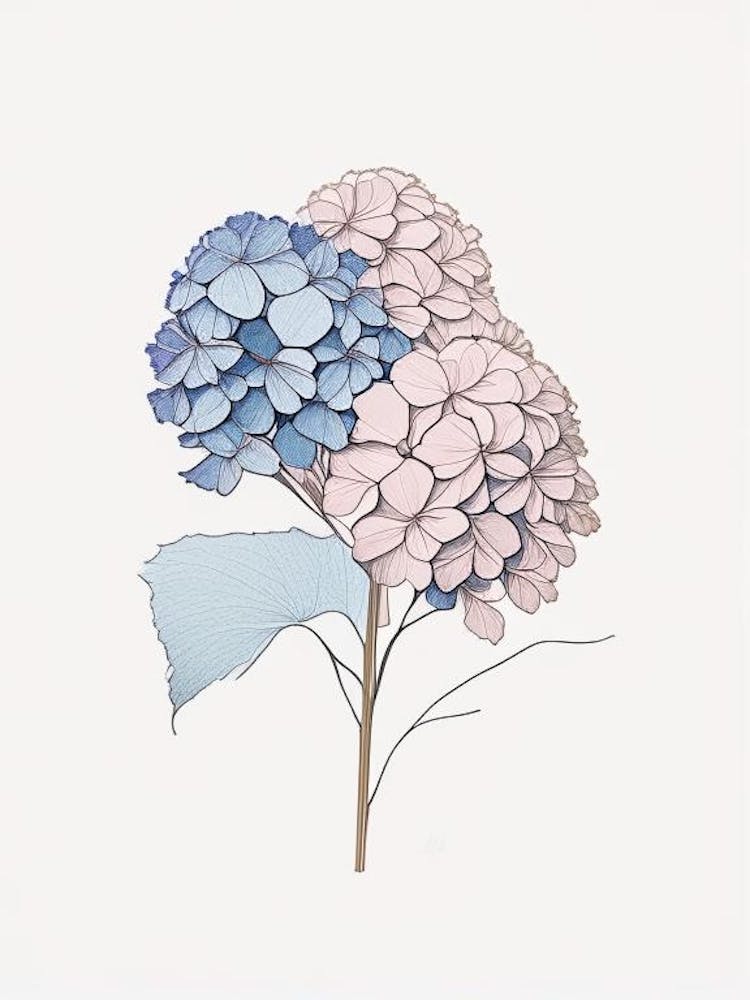 Hydrangea Floral Minimal Line Drawing 1 Flower