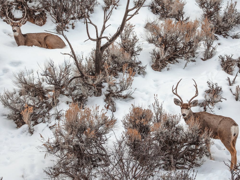 Mule Deer In Sagebrush