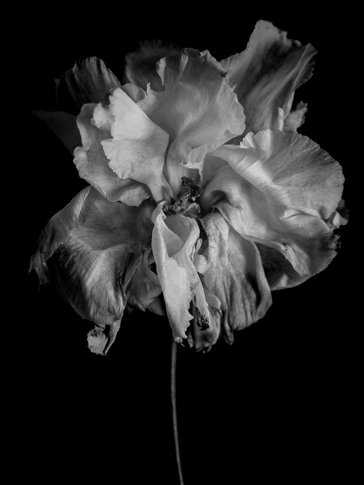 Flower Monochrome