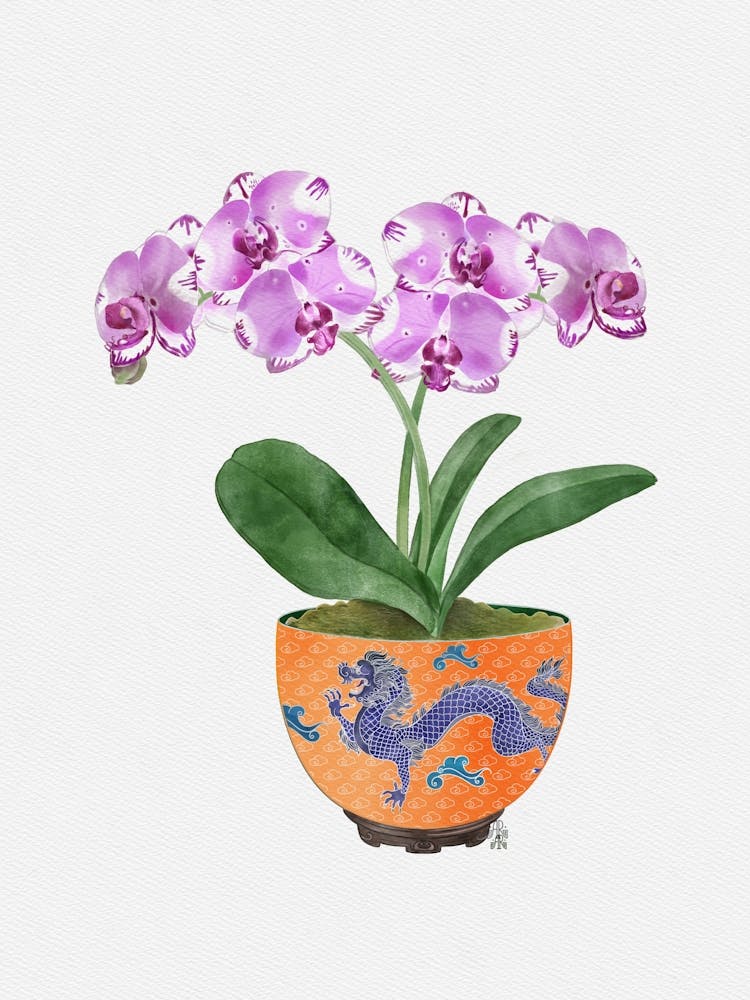 Orchid In Dragon Bowl