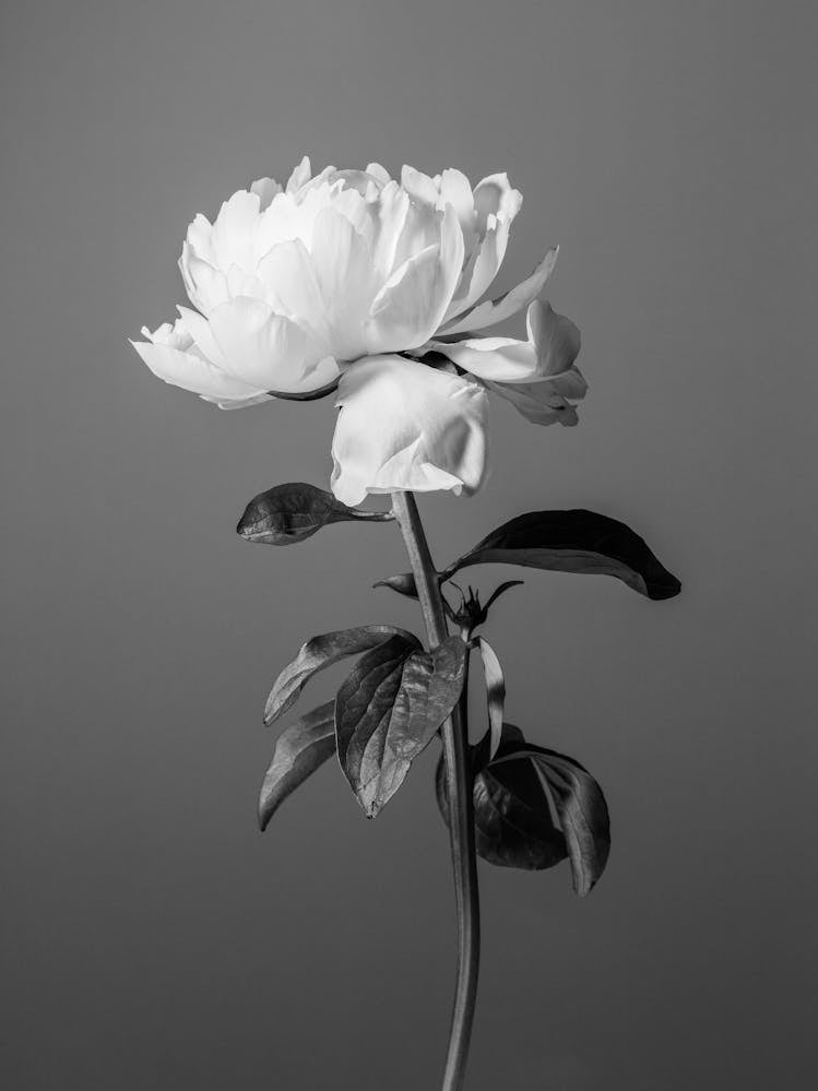 Bloom Black and White_2242734