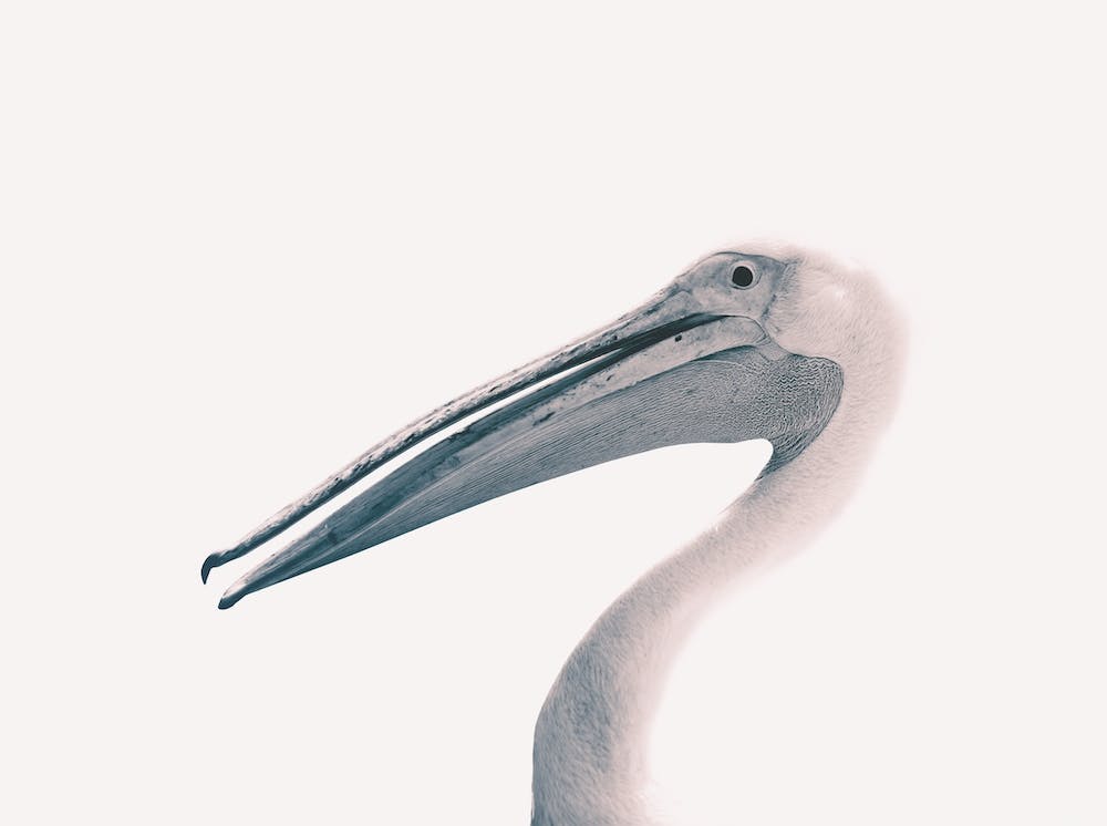 Toned Photograph Of A Pelican