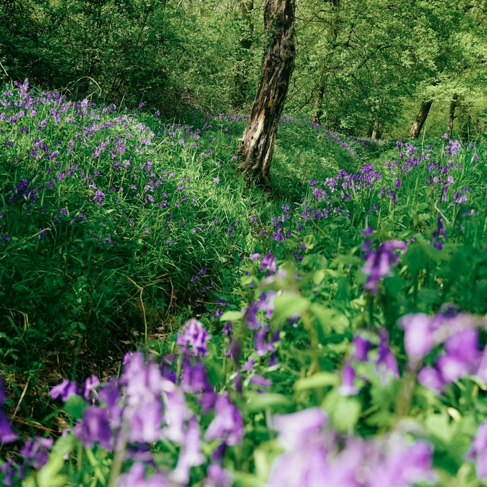 Bluebells In The Woods 2