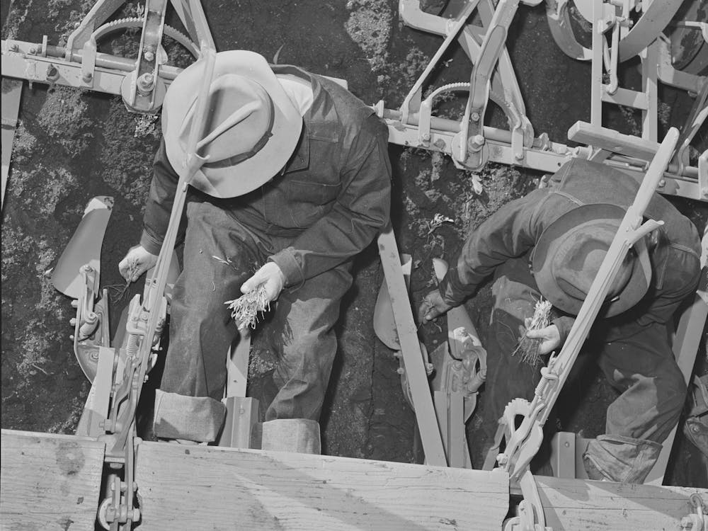 Salinas, California, Intercontinental Rubber Producers, Men On The Machine Are Transplanting Guayule Seedlings Into