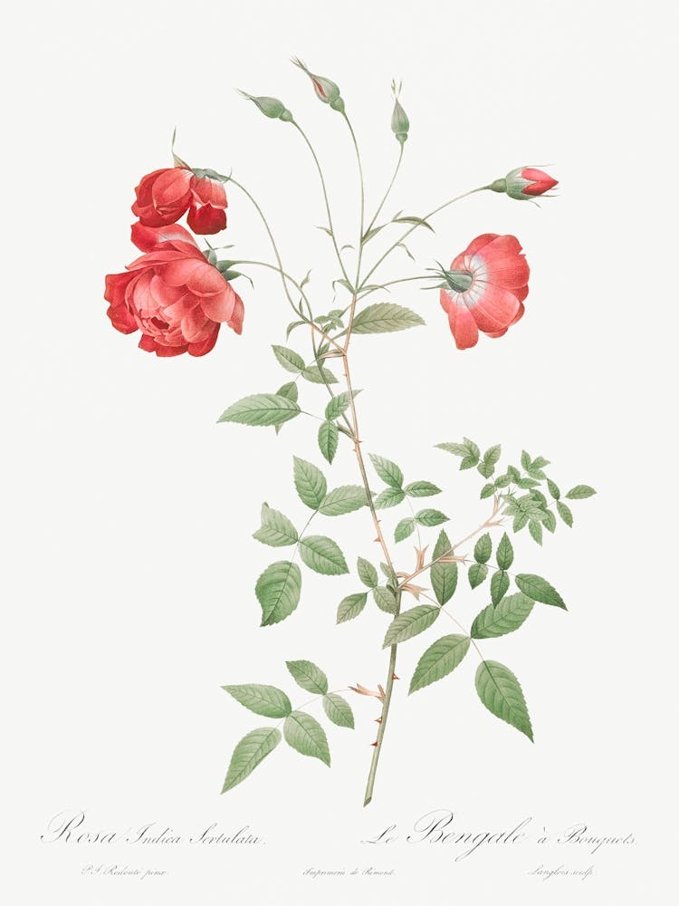 Red Rose, Also Known As Bengal In Bouquet, Pierre Joseph Redoute