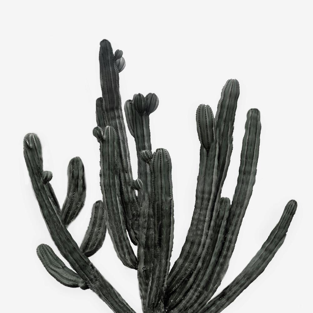 Black and White Cactus
