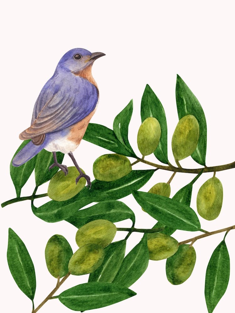 Bluebird On Olive Branch