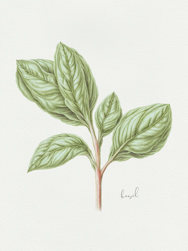 Basil Herb Sprig - Textured Botanical Wall Print Set | Floral Collection