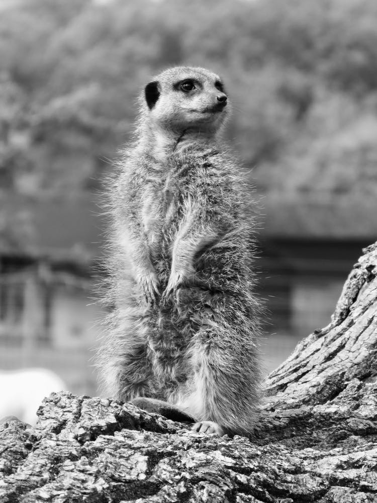 Standing Meerkat Black and White 