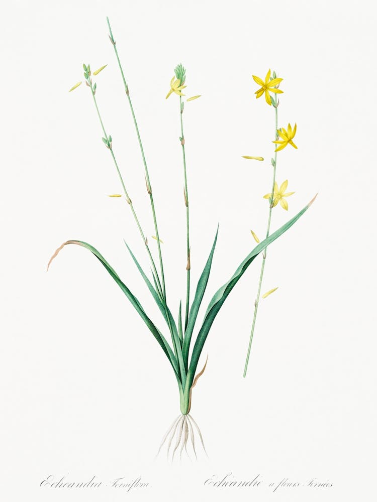 Torrey S Craglily Illustration From Les Liliacées (1805), Pierre Joseph Redoute