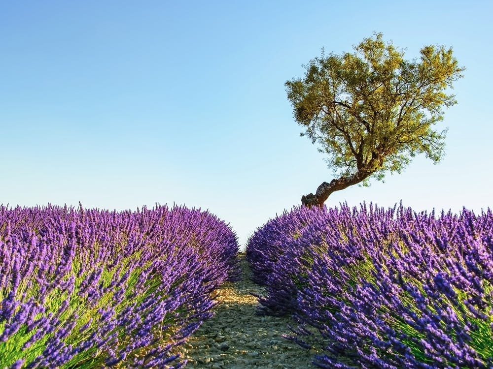 Paysage de Provence