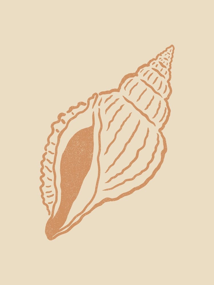 Seashell 05