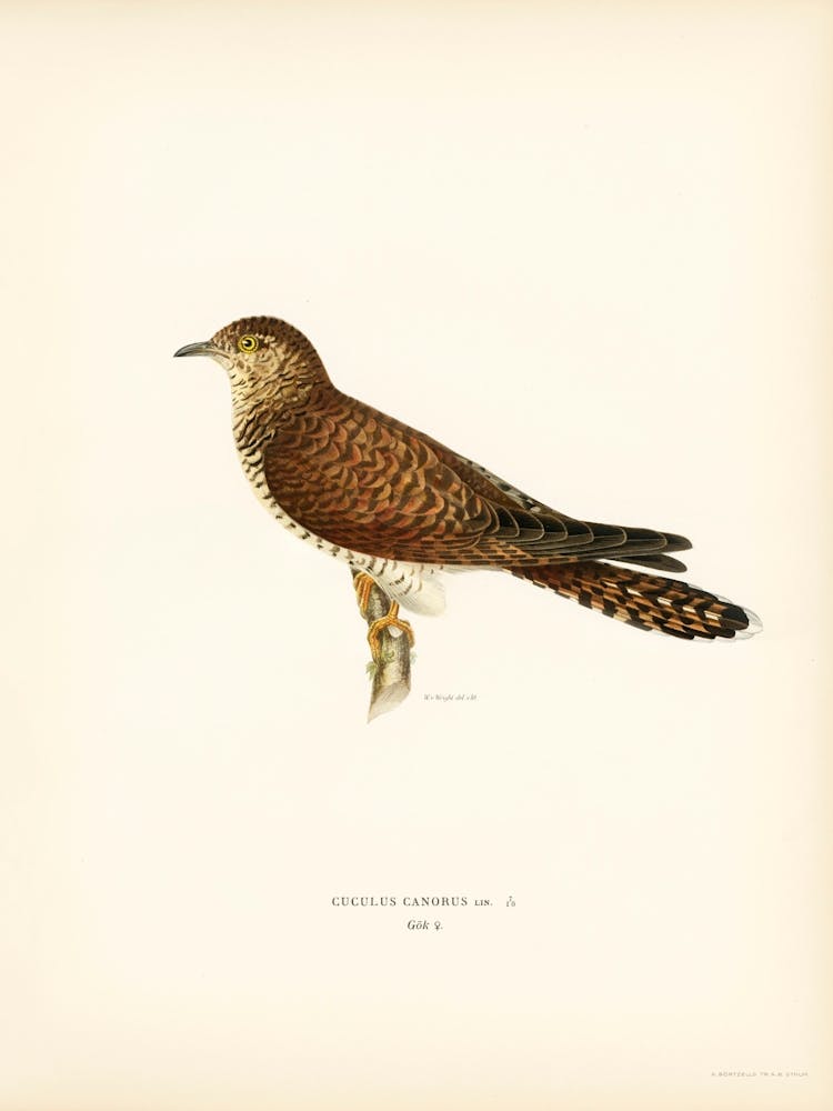 Common Cuckoo Female, The Von Wright Brothers