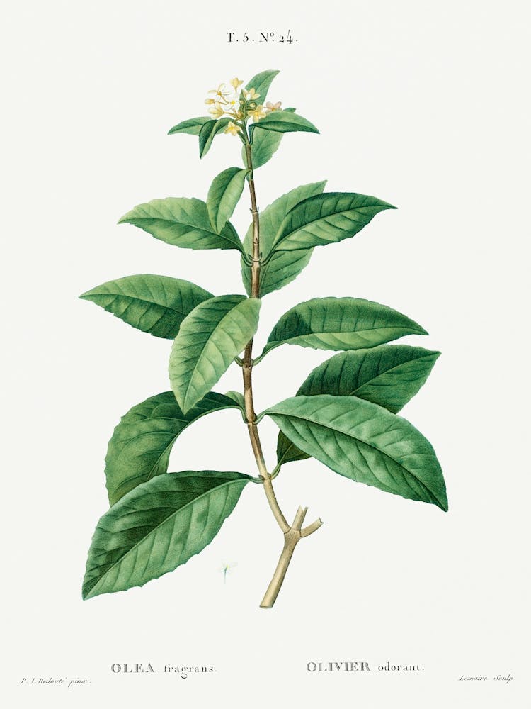 Sweet Osmanthus, Pierre Joseph Redoute