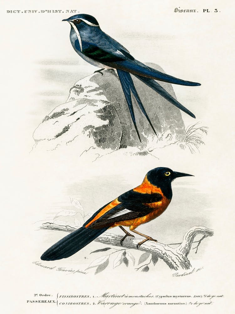 Different Types Of Birds, Charles Dessalines D'Orbigny 24
