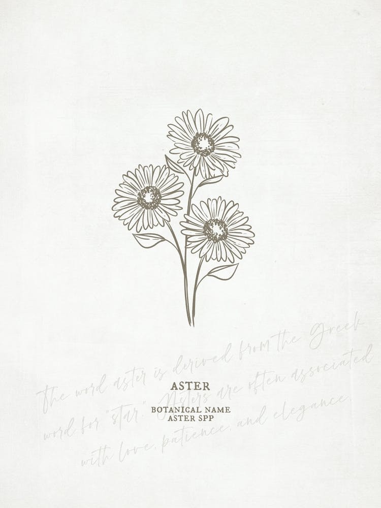 Aster Birth Flower | Antique