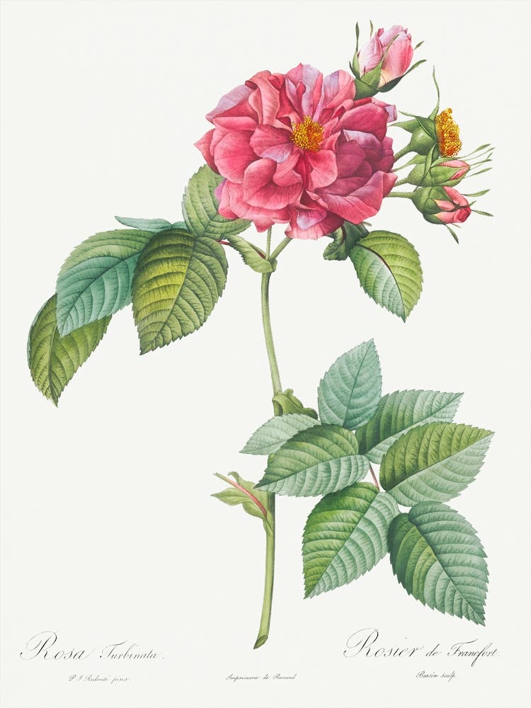 Rose Of Frankfurt From Les Roses (1817–1824), Pierre Joseph Redoute