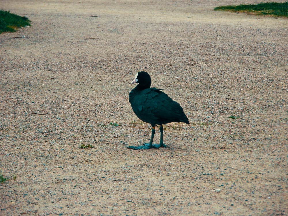 Black Bird