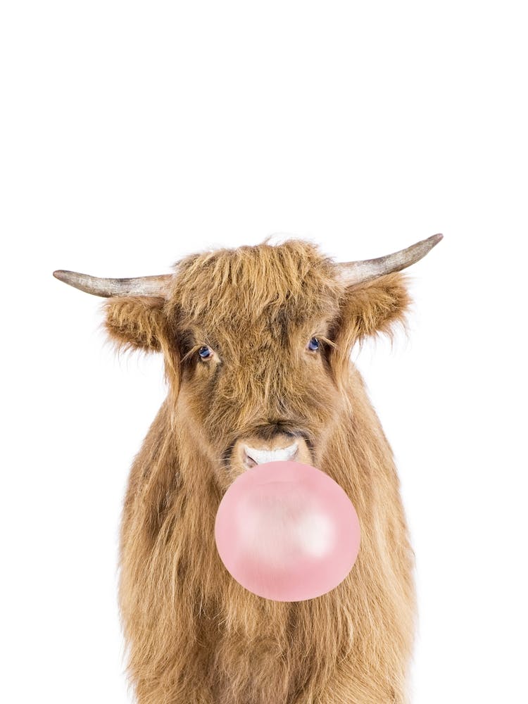 Bubble Gum Cow