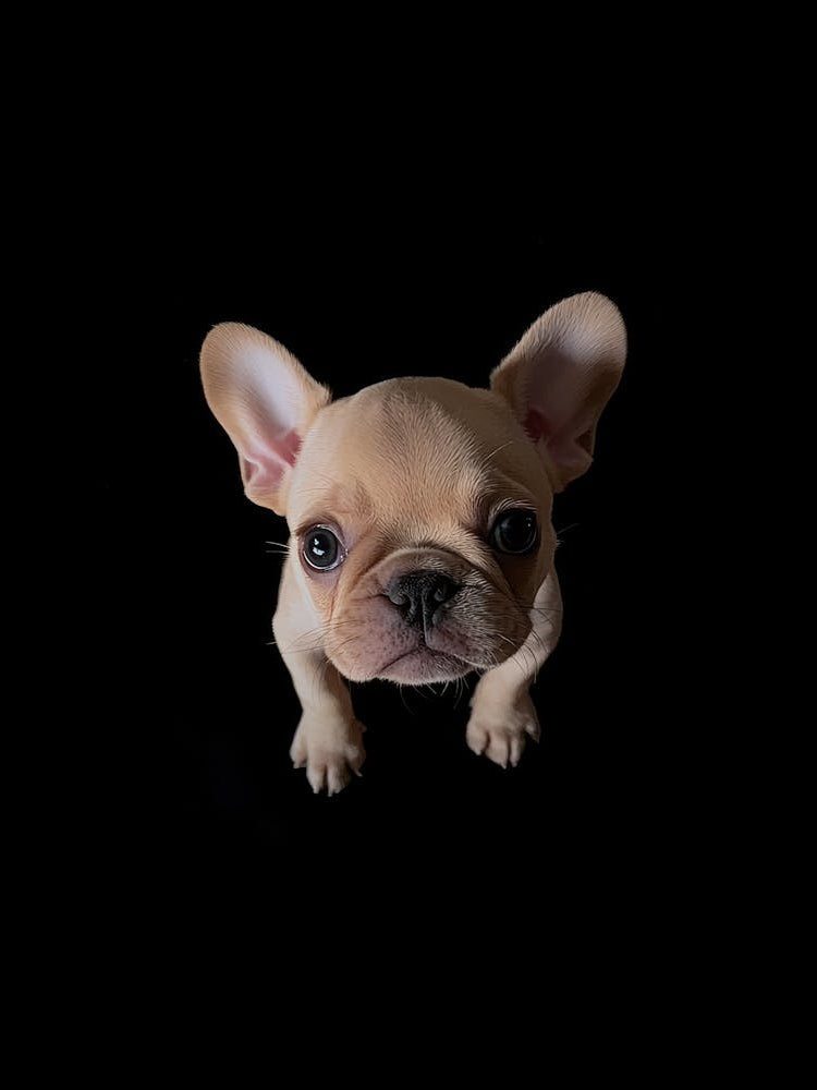 French Bulldog Puppy.Generated AI.