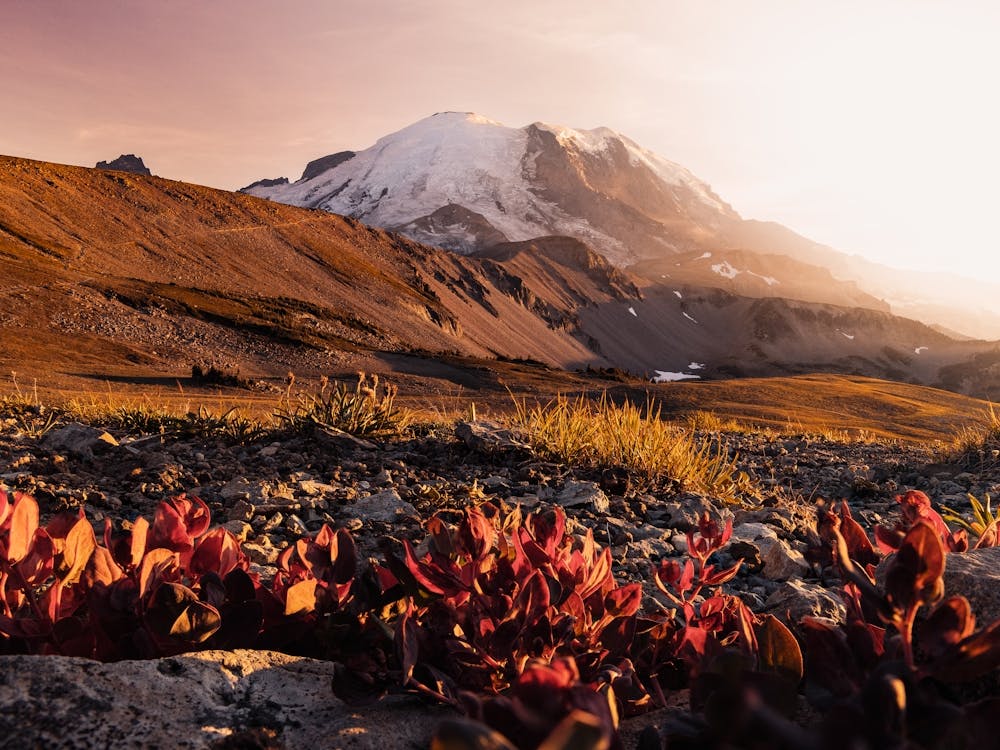 Herbst-Wildblumen - Mount Rainier National Park