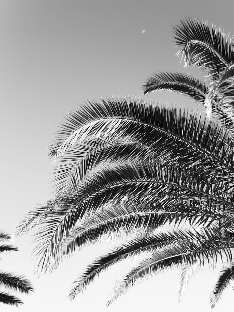 Palmtree Blackandwhite, Palms at the Italian coast