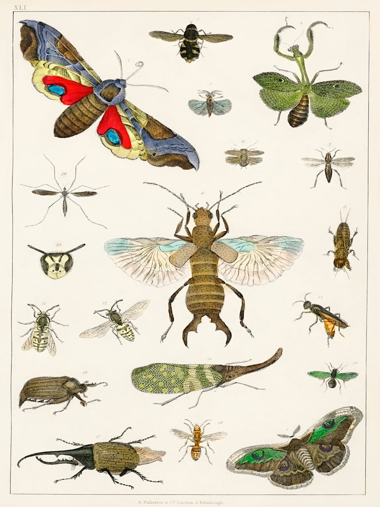 Collection Of Various Insects, Oliver Goldsmith