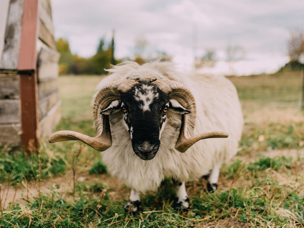 Le Mouton