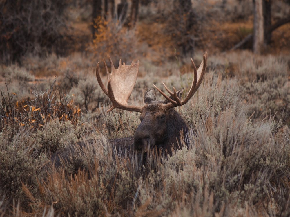 Sagebrush Moose Scenery