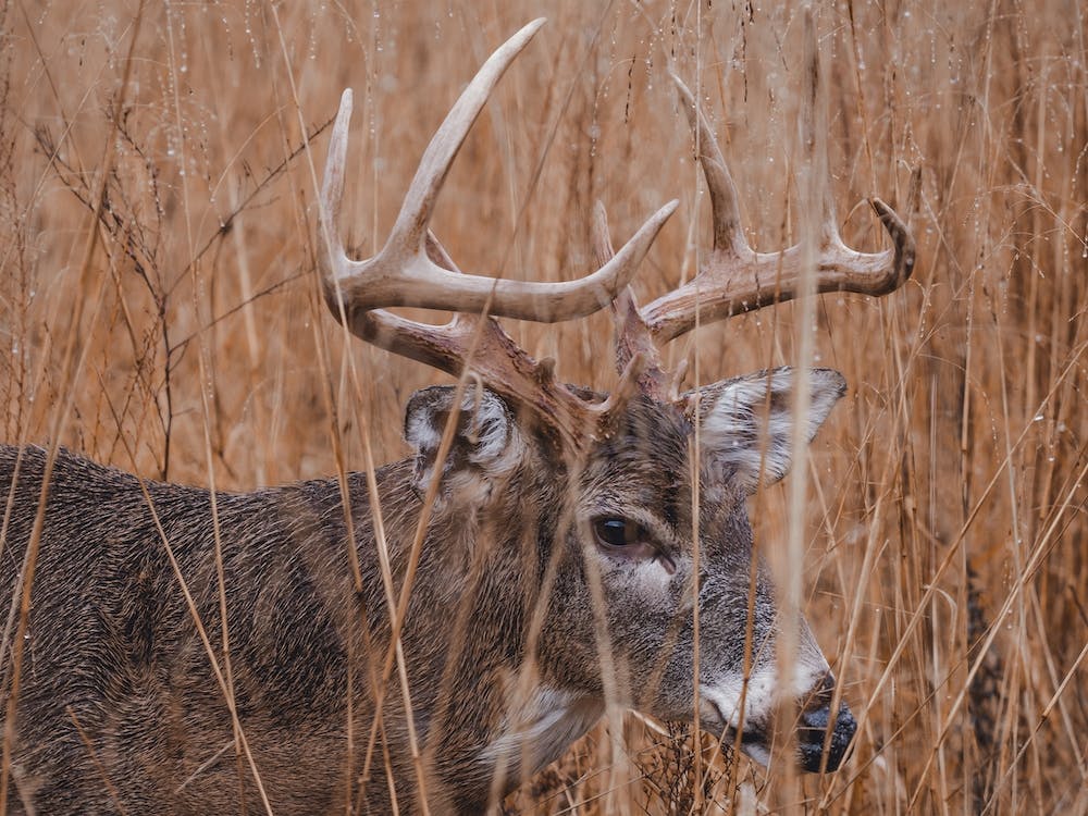 Deer In Dry Grass
