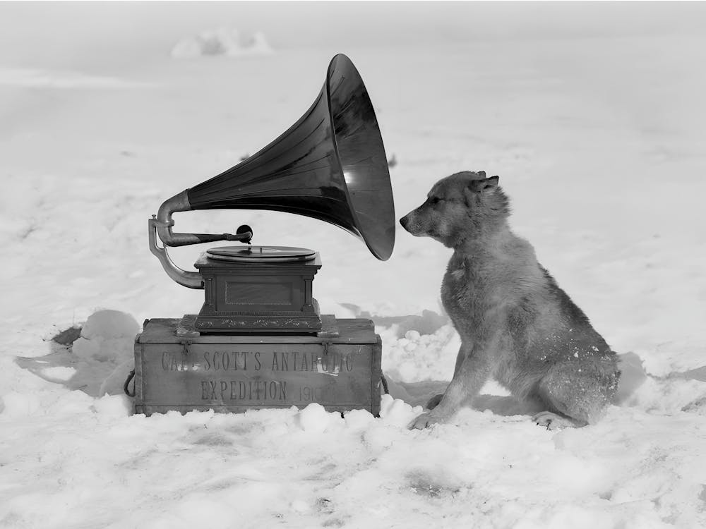 Dog Listening To Gramophone, Vintage Black and White Old Photo