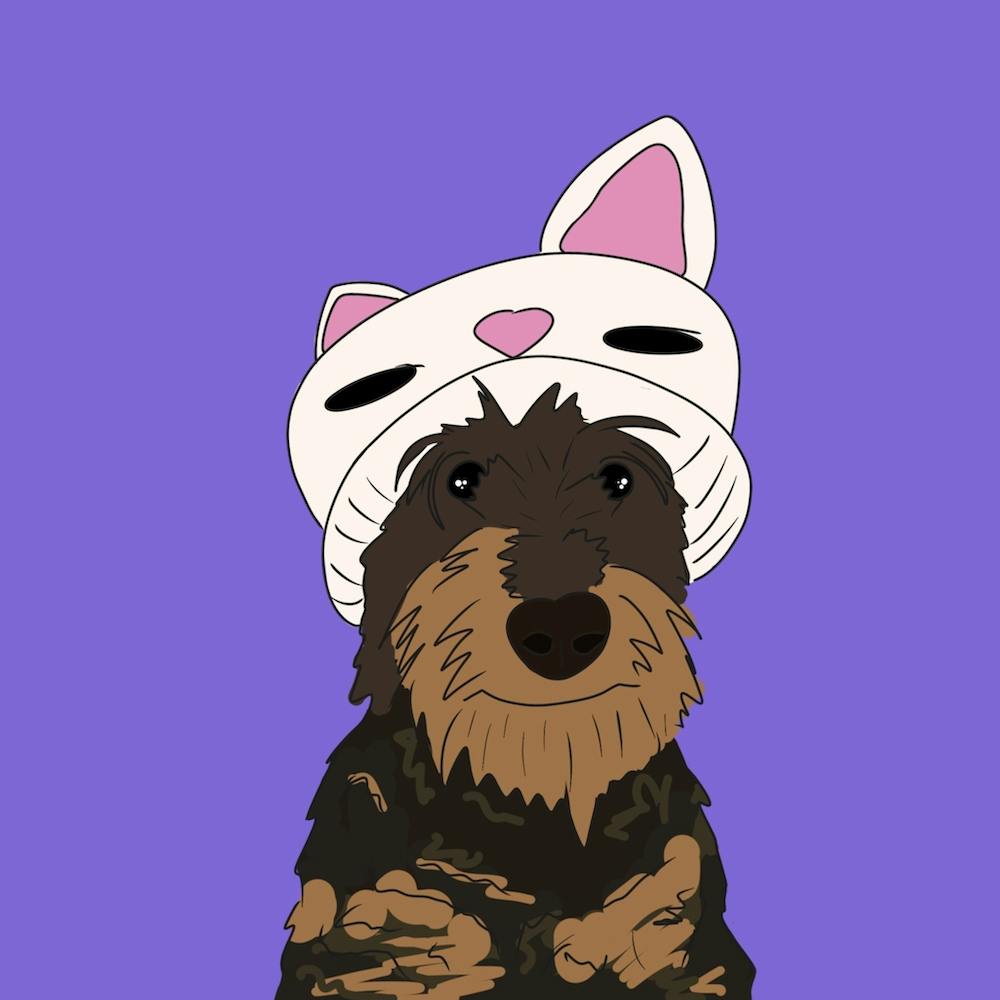 Mr Morris the wirehair Dachshund 