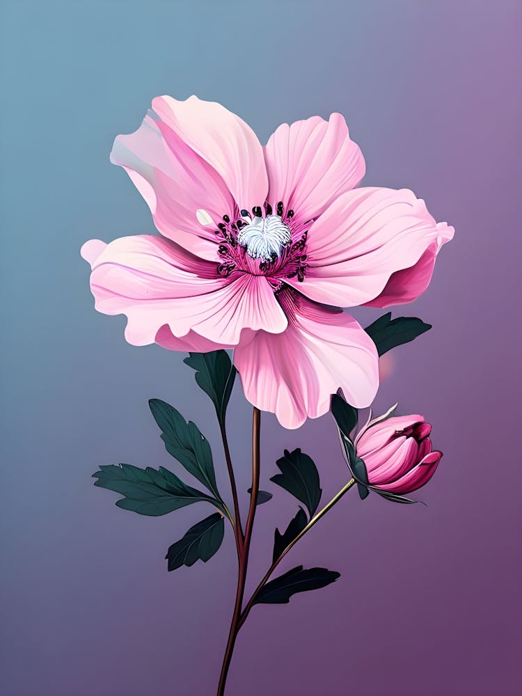 Pink Anemone Flower