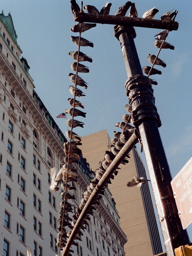 New York 010