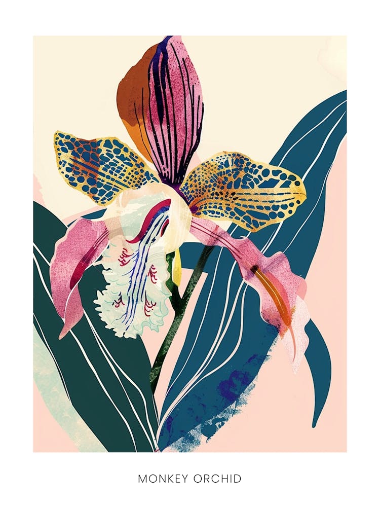 Colourful Flower Illustration Poster Monkey Orchid 3