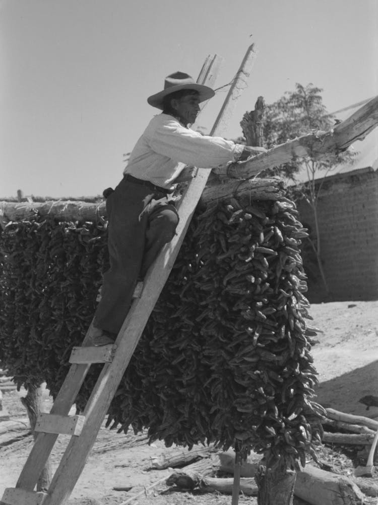 Hanging Up Chili Peppers For Drying, Isletta, New Mexico By Russell Lee