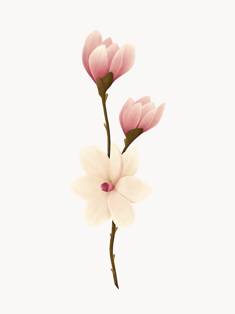 Magnolia Flower Illustration