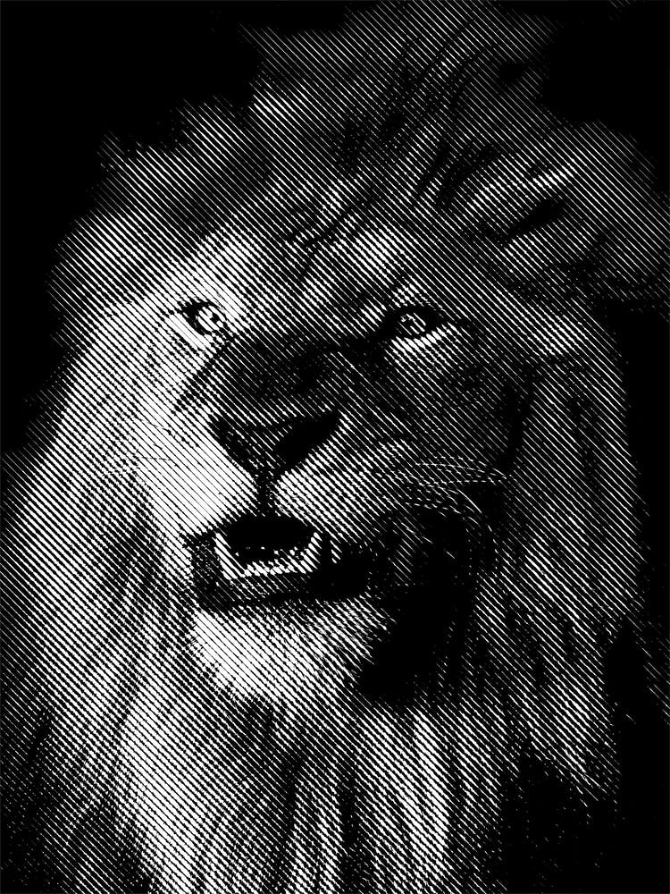 BW Close Up Lion in my Line Illustration