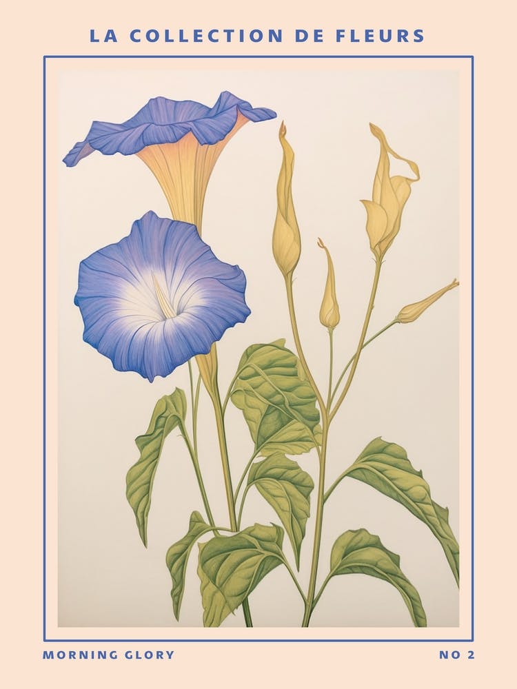 Morning Glory 2 French Flower Botanical Poster