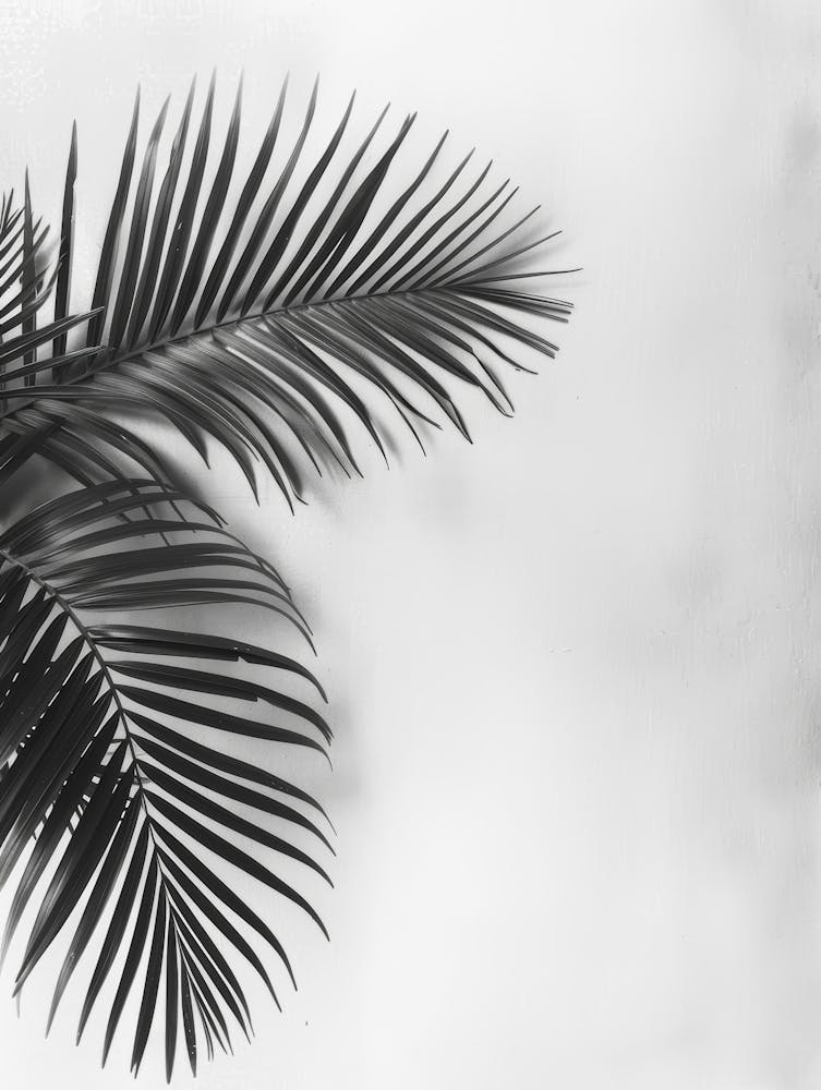 Black And White Palm Leaves 6